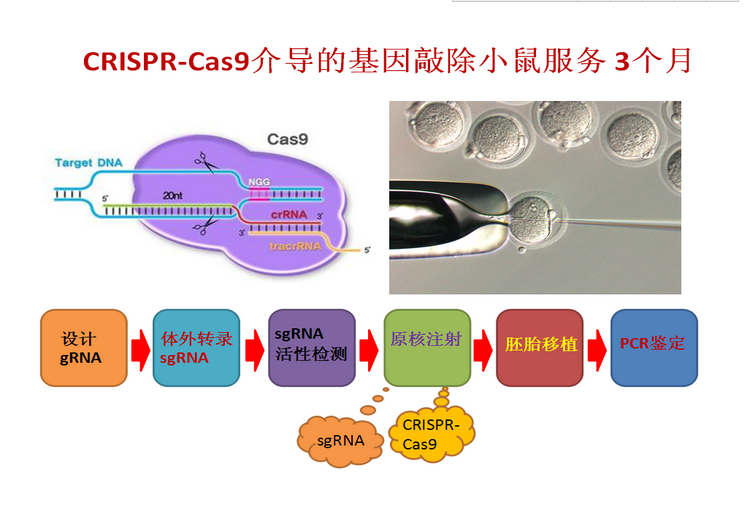 上海中乔新舟生物科技有限公司,小鼠基因型鉴定,基因敲除小鼠制作