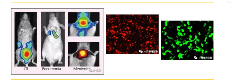 中乔新舟,科研,生物试剂,细胞技术服务,荧光素酶标记,绿色标记,红色标记