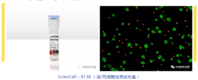 中乔新舟,科研,生物试剂,细胞技术服务,细胞自噬,活/死细胞检测试剂盒