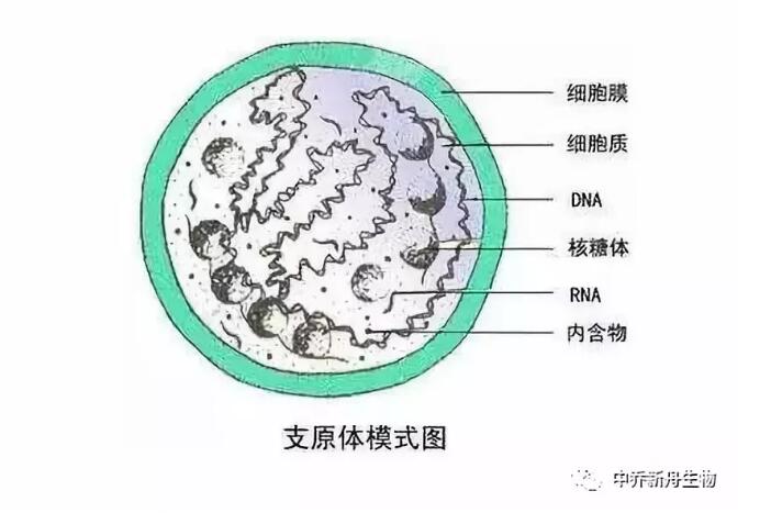 中乔新舟 生物科技 细胞培养方法 原代细胞和细胞系的差别 生物技术 支原体 支原体检测