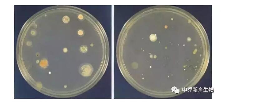 中乔新舟 生物科技 细胞培养方法 原代细胞和细胞系的差别 生物技术 支原体 支原体检测