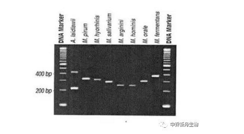 中乔新舟 生物科技 细胞培养方法 原代细胞和细胞系的差别 生物技术 支原体 支原体检测