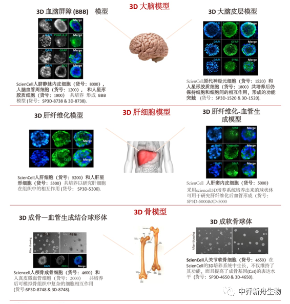 中乔新舟 生物科技 细胞培养方法 原代细胞和细胞系的差别 生物技术 传统细胞