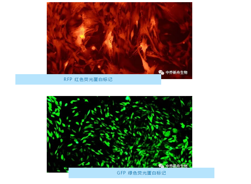 中乔新舟,科研,生物试剂, 细胞技术服务,LUC,GFP,RFP