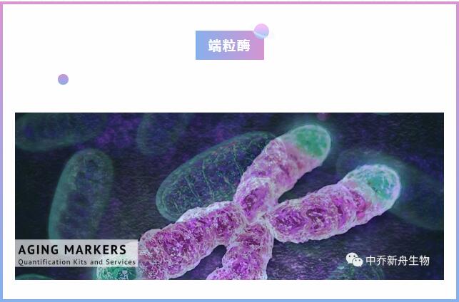 端粒酶试剂盒|sciencell试剂盒|QPCR检测试剂盒|试剂盒|中乔新舟一级代理|人源端粒酶试剂盒|鼠源检测试剂盒