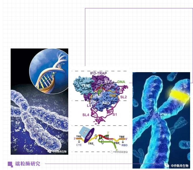 端粒酶试剂盒|sciencell试剂盒|QPCR检测试剂盒|试剂盒|中乔新舟一级代理|人源端粒酶试剂盒|鼠源检测试剂盒