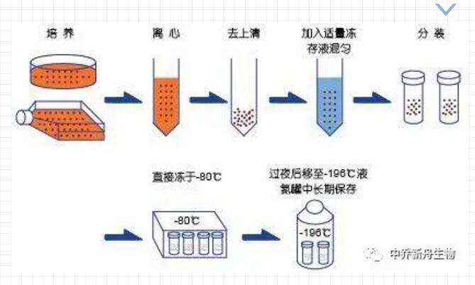 细胞冻存步骤|国产细胞系|细胞|细胞标记|贴壁细胞|半贴壁细胞|悬浮细胞|人源细胞系|大鼠细胞系|小鼠细胞株|细胞株|肿瘤细胞|慢病毒载体系统