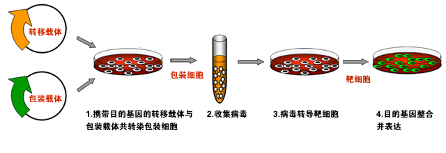 中乔新舟 生物科技 细胞培养方法 原代细胞和细胞系的差别 生物技术 