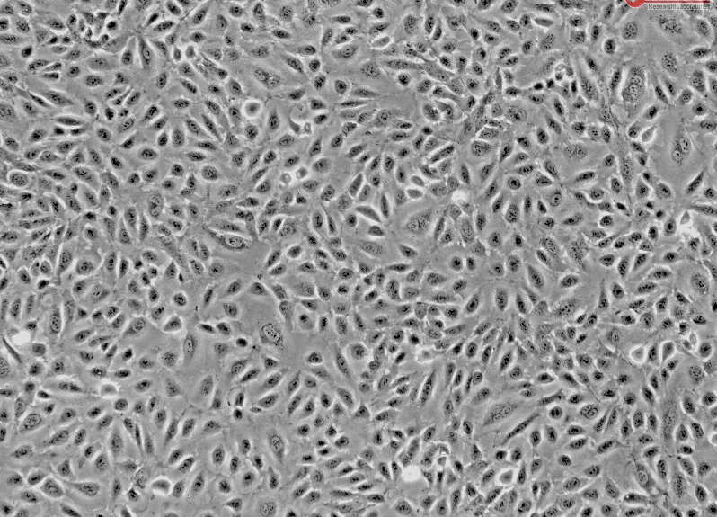 端粒酶试剂盒|sciencell试剂盒|QPCR检测试剂盒|试剂盒|中乔新舟一级代理|人源端粒酶试剂盒|鼠源检测试剂盒