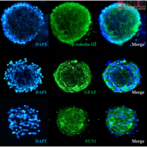 中乔新舟 生物科技 细胞培养方法 原代细胞和细胞系的差别 生物技术 传统细胞
