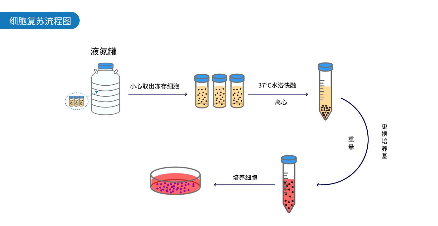 细胞培养方法,细胞培养管理,细胞培养技术,细胞培养原理,原代细胞,细胞永生化,生物科技,生物技术支持