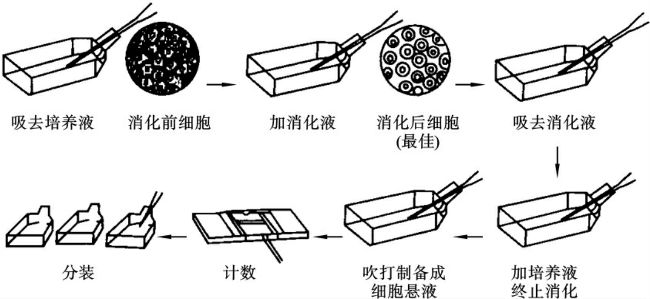 细胞培养方法,细胞培养管理,细胞培养技术,细胞培养原理,原代细胞,细胞永生化,生物科技,生物技术支持,细胞传代培养