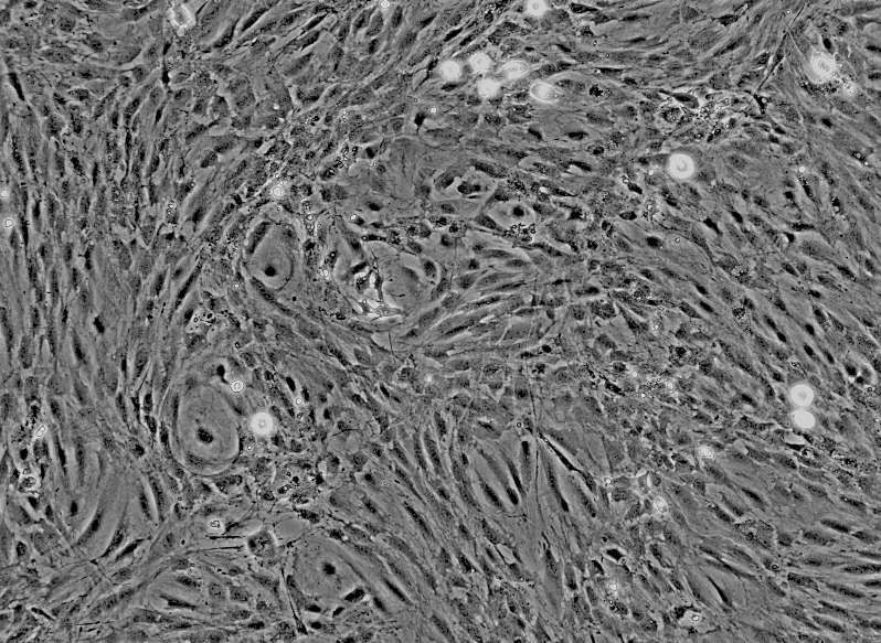 大鼠神经束膜细胞