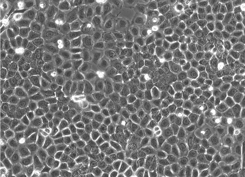大鼠表皮角质细胞-新生