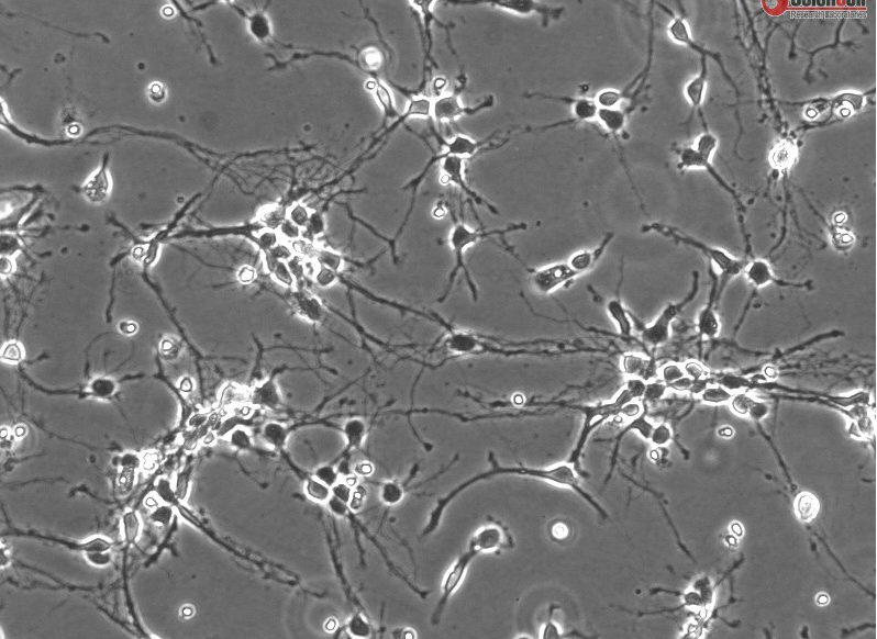 小鼠背脊髓神经元mn-dsc