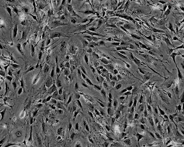 小鼠神经束膜细胞