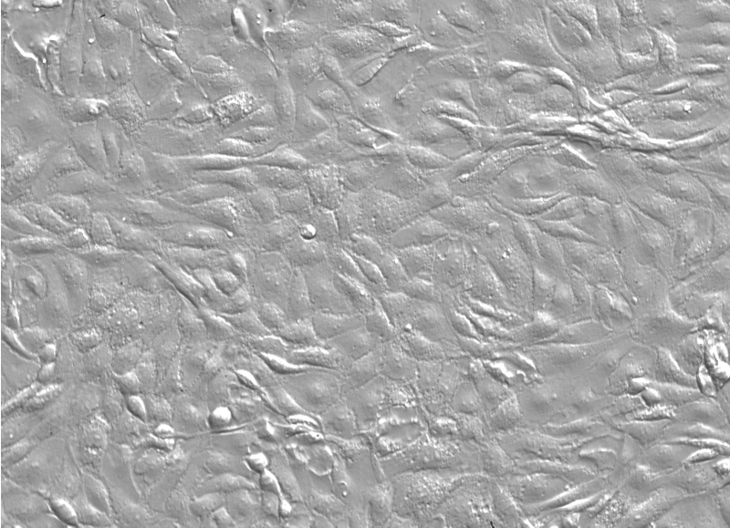 小鼠肾小管上皮细胞