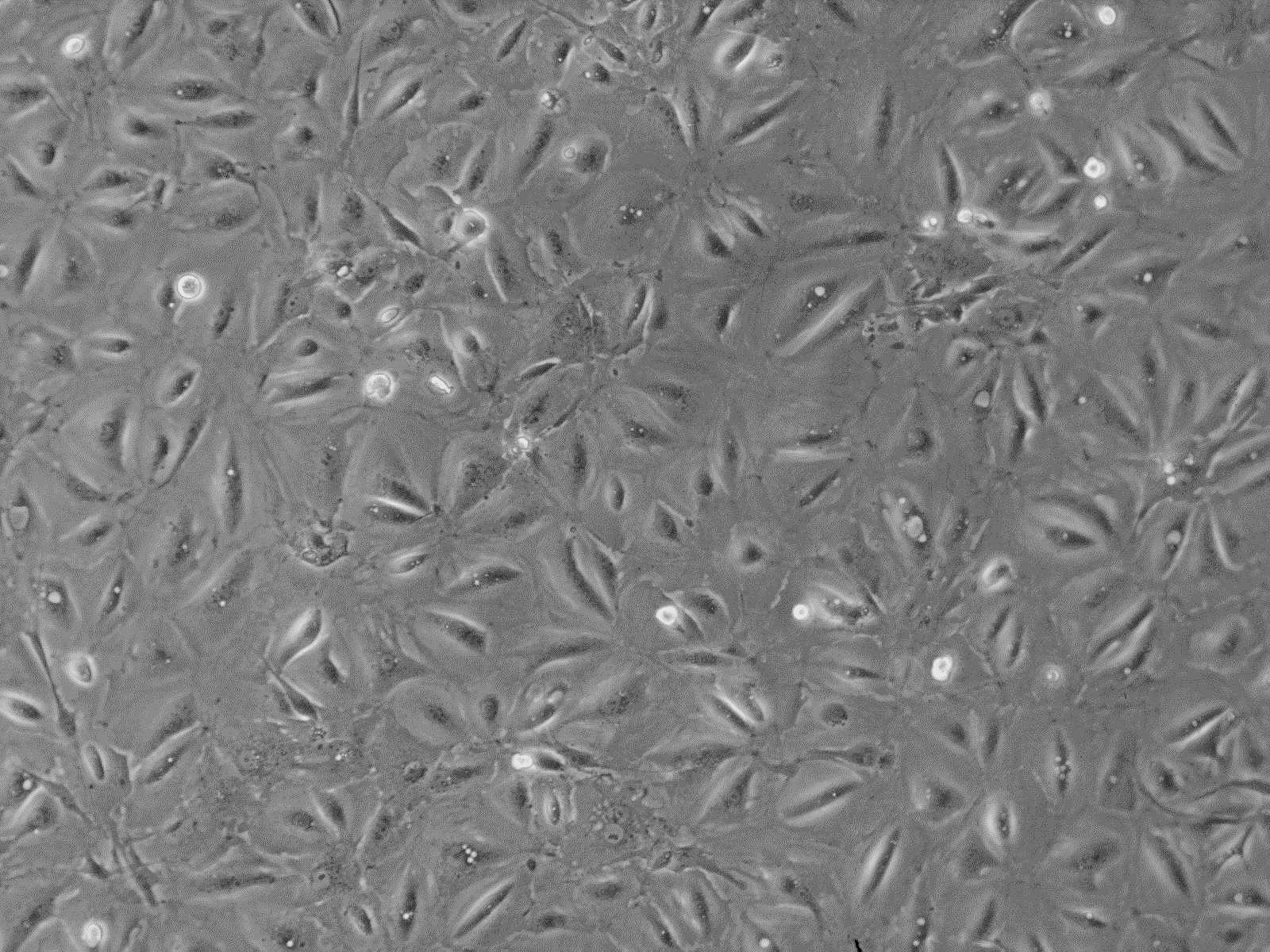 大鼠肺泡上皮细胞